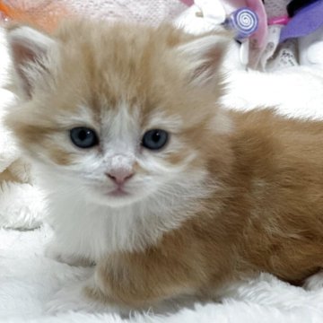 マンチカン(短足)【長野県・女の子・2025年10月2日・レッドタビー&ホワイト（セミロング～ロング）】の写真「🐾極短ちゃん🐾ふわふわ可愛い女の子❣️」