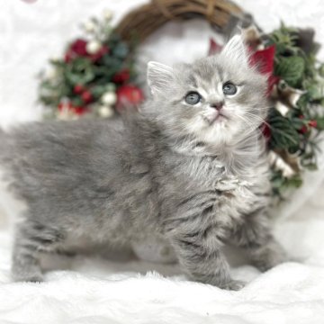 ミヌエット(長足)【長野県・男の子・2025年10月8日・ブルータビー（ロング）】の写真「ふわふわ可愛い男の子🐾🐾」