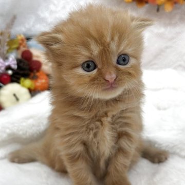 スコティッシュフォールド(折れ耳)【長野県・男の子・2025年9月30日・レッドタビー&ホワイト（セミロング～ロング）】の写真「レッドタビーの男の子」