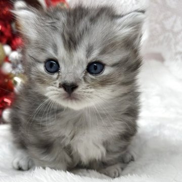 ミヌエット(短足)【長野県・男の子・2025年10月8日・シルバータビー（ロング）】の写真「🐾極短ちゃん🐾ふわふわ可愛い男の子」