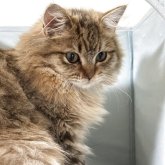 ミヌエット(長足)