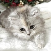 ミヌエット(短足)