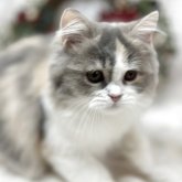 スコティッシュフォールド(立ち耳)