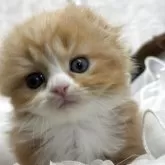 スコティッシュフォールド(折れ耳)