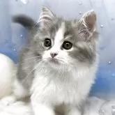 スコティッシュフォールド(立ち耳)