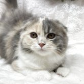 スコティッシュフォールド(折れ耳)