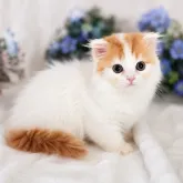スコティッシュフォールド(折れ耳)