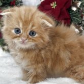 スコティッシュフォールド(折れ耳)