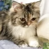 スコティッシュフォールド(立ち耳)【長野県・女の子・2025年1月26日・キャリコ】の写真2