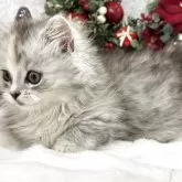 ミヌエット(短足)【長野県・女の子・2025年10月8日・シルバーパッチドタビー】の写真3