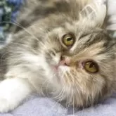 スコティッシュフォールド(立ち耳)【長野県・女の子・2025年1月26日・キャリコ】の写真3