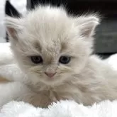 スコティッシュフォールド(立ち耳)【長野県・男の子・2025年9月30日・クリームタビー】の写真3