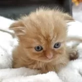 スコティッシュフォールド(折れ耳)【長野県・男の子・2025年9月30日・レッドタビー&ホワイト】の写真3