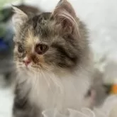 スコティッシュフォールド(立ち耳)【長野県・女の子・2025年1月26日・キャリコ】の写真4