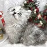 ミヌエット(短足)【長野県・女の子・2025年10月8日・シルバーパッチドタビー】の写真4