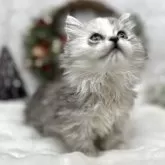 ミヌエット(短足)【長野県・女の子・2025年10月8日・シルバーパッチドタビー】の写真5