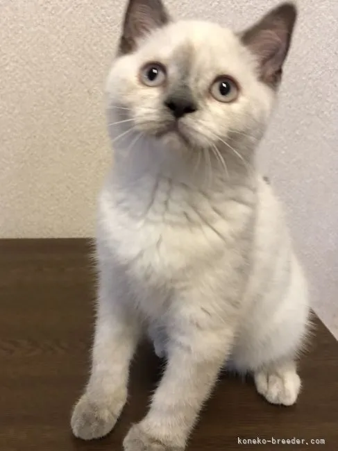 シュガー 様のお迎えした子猫