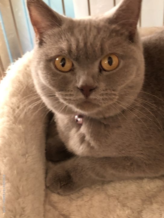 ブリティッシュショートヘア【・女の子・2019年4月24日・ライラック】