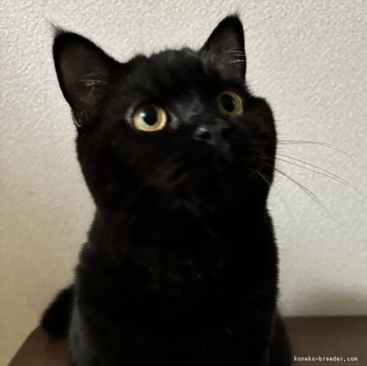 ID:2405-03687の子猫