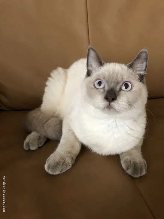 ペンちゃん 様のお迎えした子猫