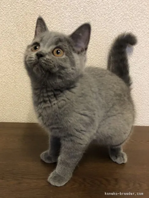 N.N 様のお迎えした子猫