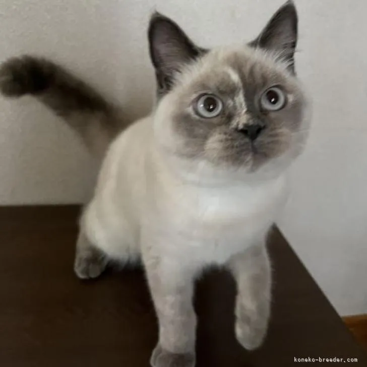 ID：2205-02165の子猫