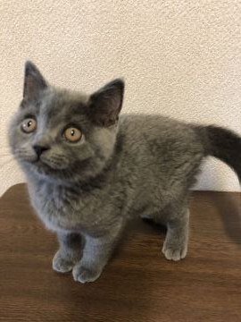 ブリティッシュショートヘア【群馬県・女の子・2020年3月21日・ブルー】の写真「元気いっぱいいい子に成長しております😊」