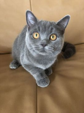 ブリティッシュショートヘア【群馬県・男の子・2019年5月2日・ブルー（ムチムチふわふわ）】の写真「ブリちゃんらしいまん丸な男の子。とてもいい子です。」