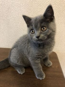 ブリティッシュショートヘア【群馬県・女の子・2020年3月21日・ブルー】の写真「遊ぶの大好き💕かわい子ちゃん」