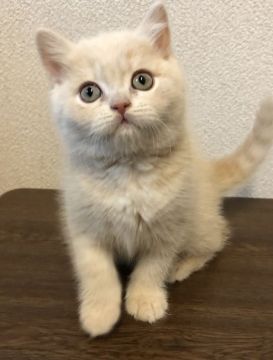 ブリティッシュショートヘア【群馬県・女の子・2020年3月16日・クリーム】の写真「フワモコ、ムチムチボディ💕」