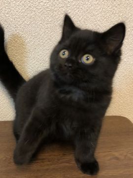 ブリティッシュショートヘア【群馬県・男の子・2020年9月21日・ブラック（ふわふわ）】の写真「可愛いお顔のクロちゃんです。」