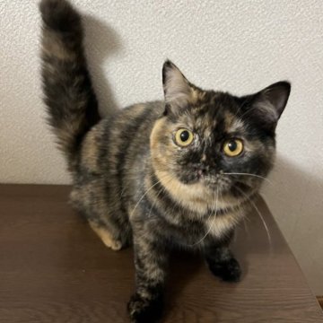 ブリティッシュショートヘア【群馬県・女の子・2023年4月9日・トーティシェル】の写真「抱っこ大好き、とってもいい子」