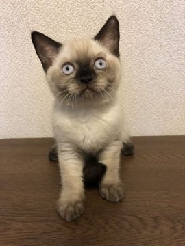 ブリティッシュショートヘア【群馬県・女の子・2021年4月16日・チョコレートポイント】の写真「ブルーの目がきれいでシャイな女の子」