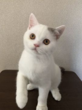 ブリティッシュショートヘア【群馬県・男の子・2021年4月3日・ライラック&ホワイト】の写真「性格のいい元気な可愛い男の子💕」