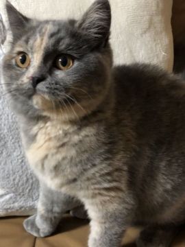 ブリティッシュショートヘア【群馬県・女の子・2020年9月21日・ブルークリーム（ツヤツヤ、ふわふわ）】の写真「まん丸、コロコロ、ふわふわちゃん」