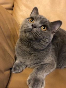 ブリティッシュショートヘア【群馬県・男の子・2019年5月1日・ブルー（ふわふわモコモコ）】の写真「ボディーもしっかりした男の子。とてもいい子です。」