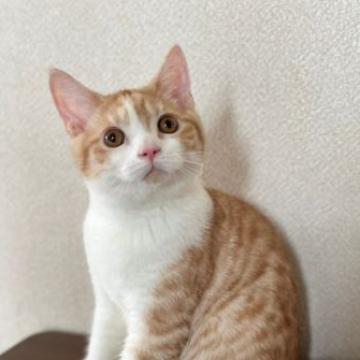 ブリティッシュショートヘア【群馬県・男の子・2022年4月19日・クリーム&ホワイト】の写真「とても可愛いお顔で人懐っこい💕抱っこ大好き」