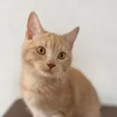 ブリティッシュショートヘア【群馬県・男の子・2022年4月19日・クリーム】の写真1
