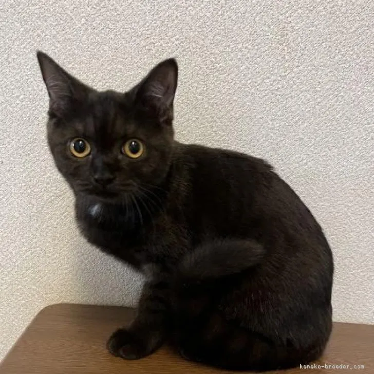 ID：2207-00815の子猫