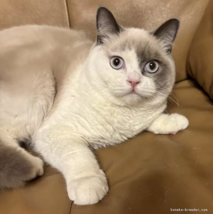 ブリティッシュショートヘア【群馬県・男の子・2025年5月25日・シールリンクスポイント】の写真1