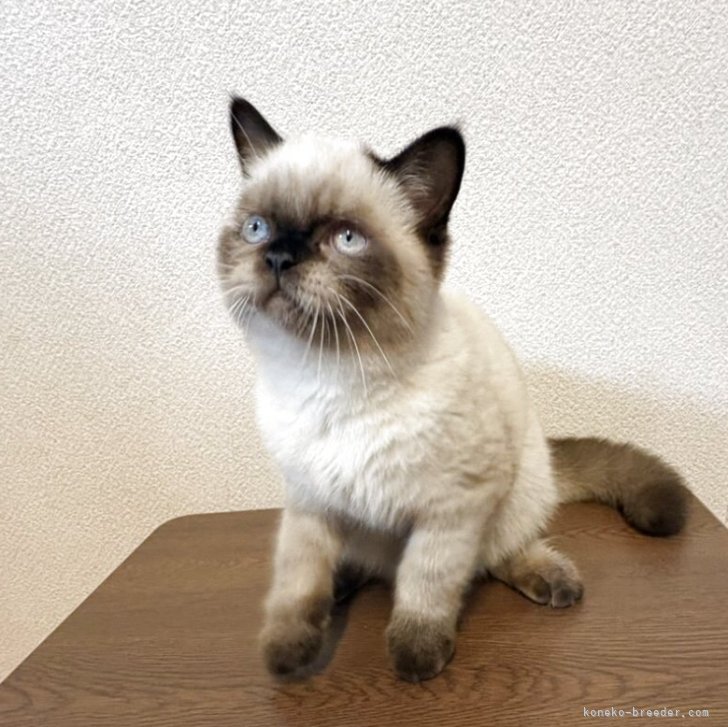 ブリーダー画像