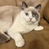 ブリティッシュショートヘア【群馬県・男の子・2025年5月25日・シールリンクスポイント】の写真1