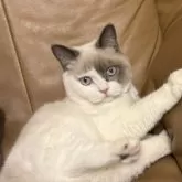 ブリティッシュショートヘア【群馬県・男の子・2025年5月25日・シールリンクスポイント】の写真3