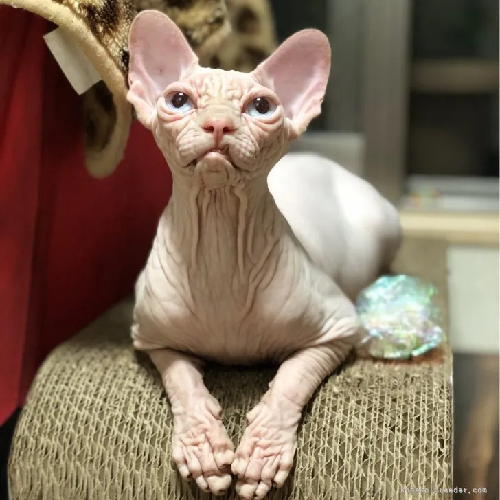 ID：2304-01755の子猫