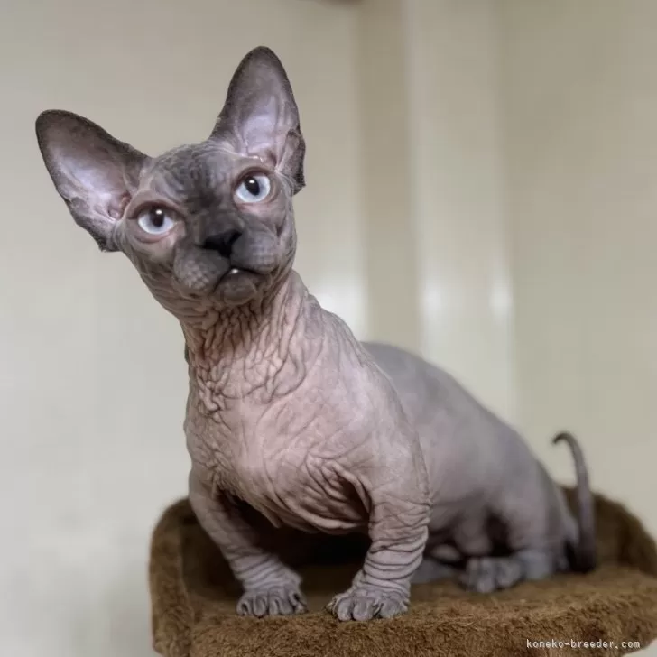 ID：2310-02992の子猫