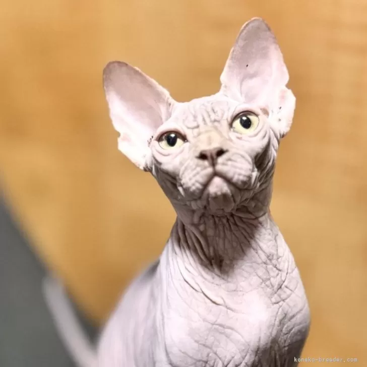 ID：2406-00324の子猫