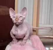 バンビーノ【大阪府・男の子・2025年9月25日・クリームミンク】の写真10