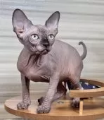 スフィンクス【大阪府・男の子・2025年6月25日・シールミンク】の写真10