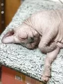 スフィンクス【大阪府・男の子・2024年5月1日・ブルー ミンク】の写真11