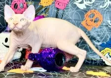 スフィンクス【大阪府・男の子・2025年5月25日・レッド ミンク】の写真11